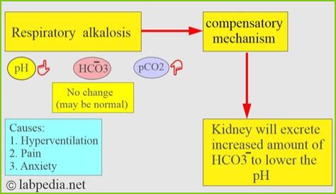 How does hypoxemia cause respiratory alkalosis