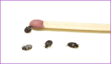 What are little black and white bugs