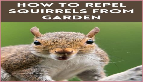 What herbs repel squirrels