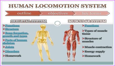 What is locomotion in the human body