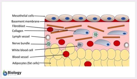 What is simple squamous