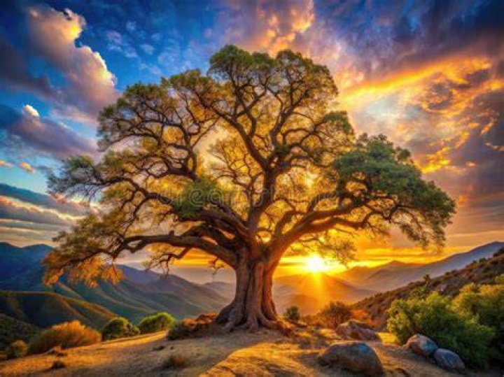 An oak tree ignites at the Rocky Fire in Lake County, California July 30, 2015. Photo by Max Whittaker/Reuters