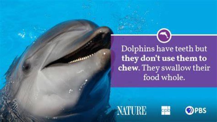 Dolphin Fact Sheet | Blog | Nature