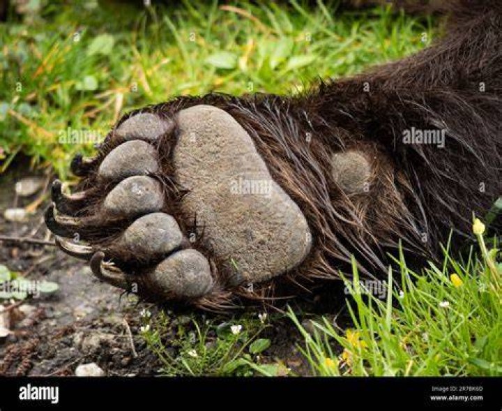Front leg and forepaw