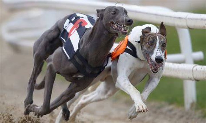 Greyhound racing nears its end in the U.S.