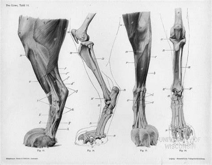 Hind leg