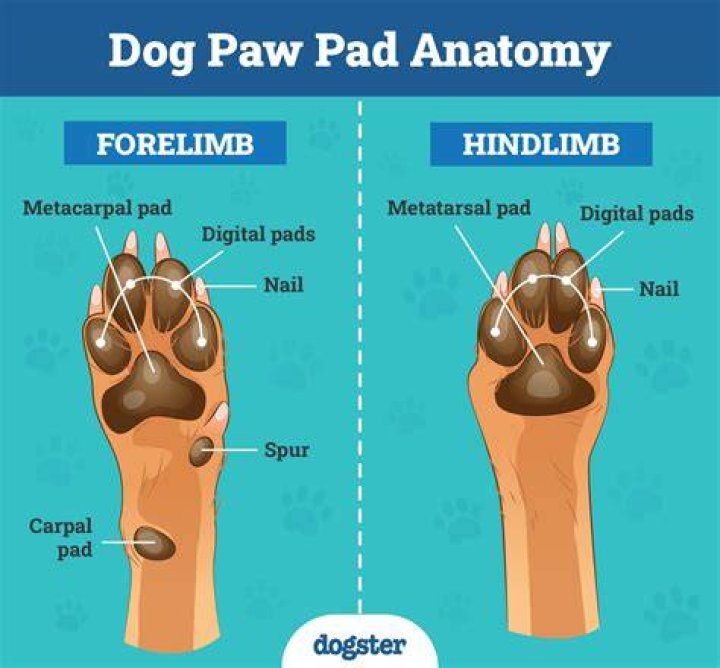 Hind paw