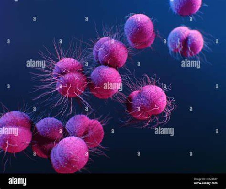 Image courtesy of CDC.