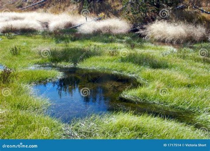 Image of a grassy stream in V Rising.