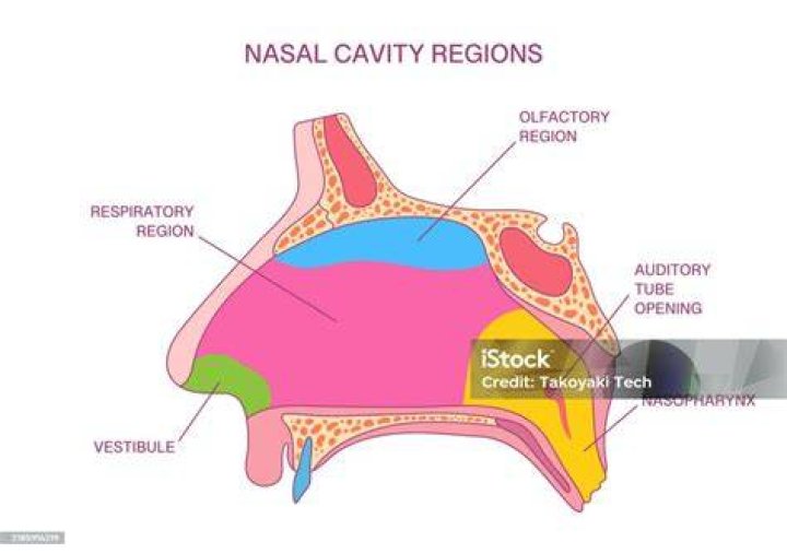 Nasal cavity