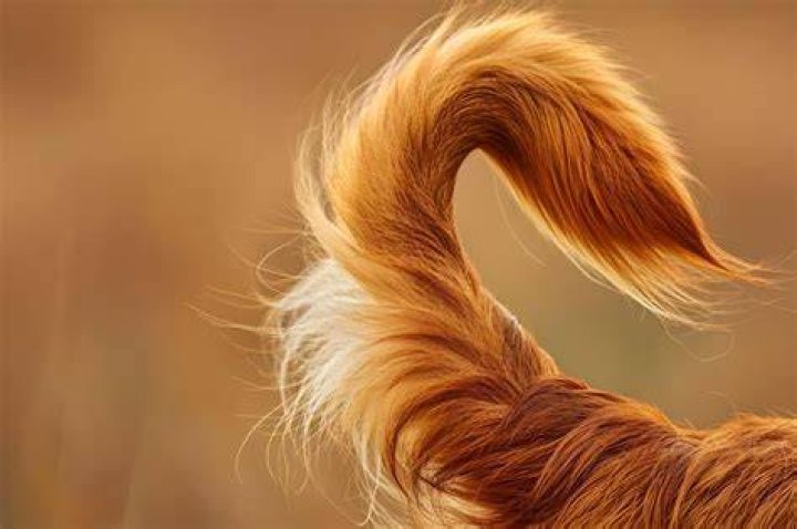 Tail