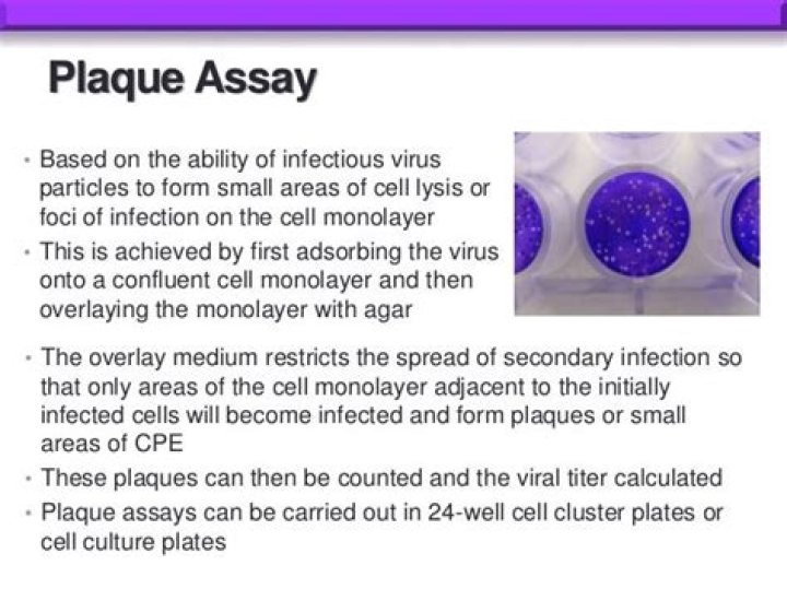 What is plaque assay