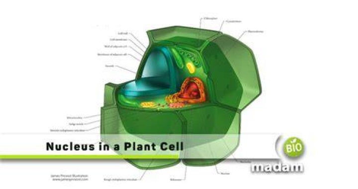 What is the nucleus made of in a plant cell